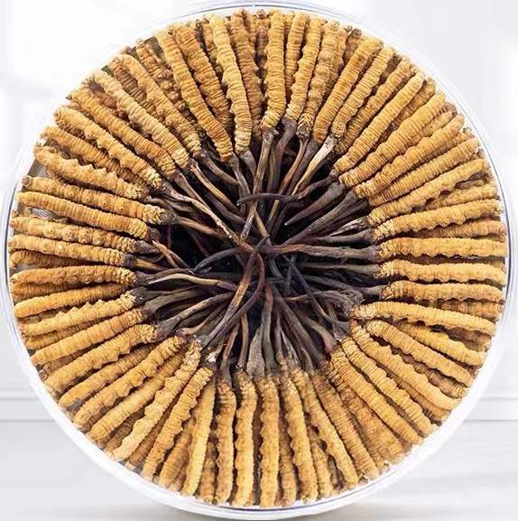 牧野冬虫夏草回收